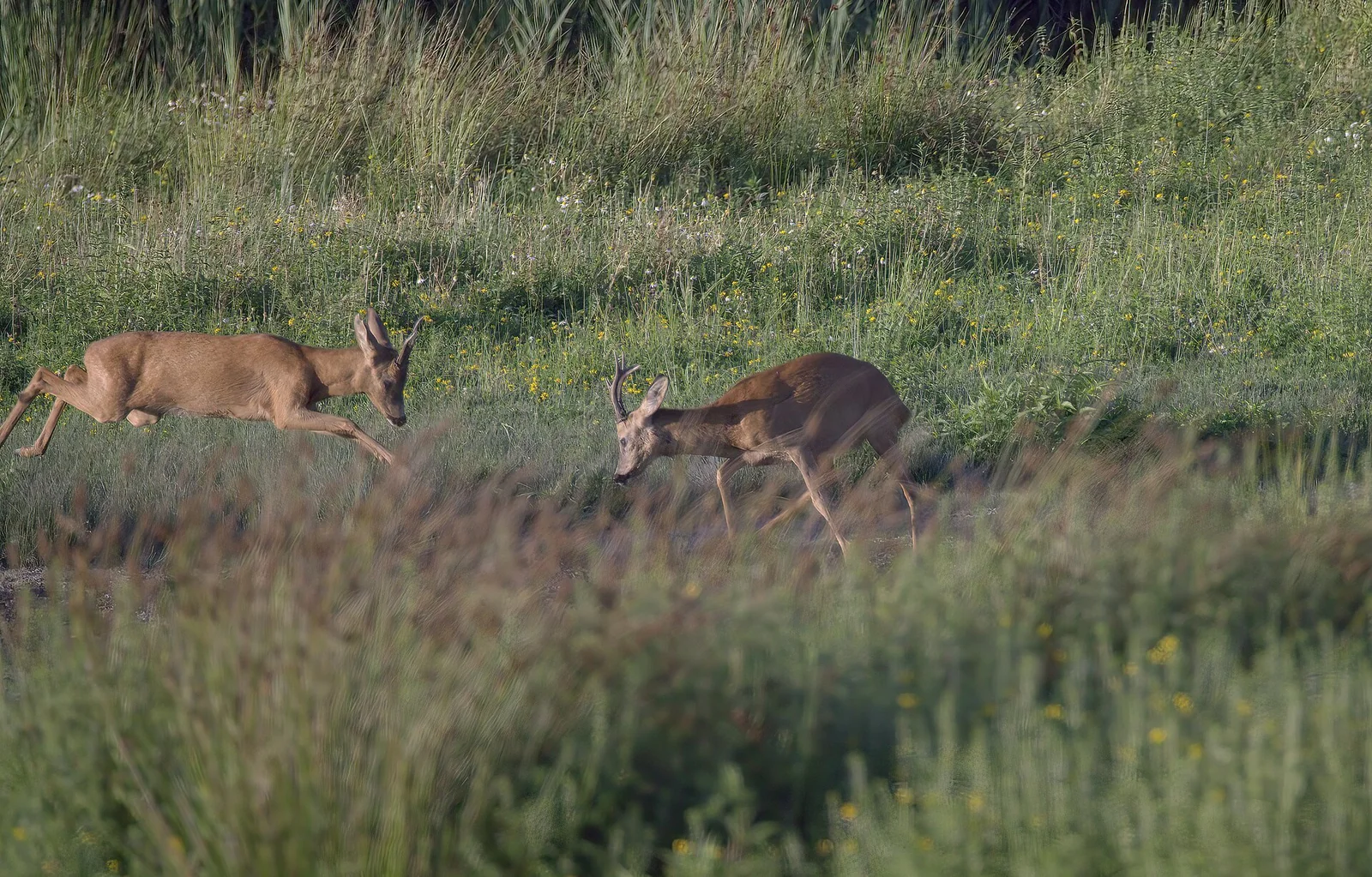 Zwei Rehböcke auf einer Wiese am Waldrand